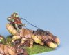 4712A Goblin Termicatus Rider
